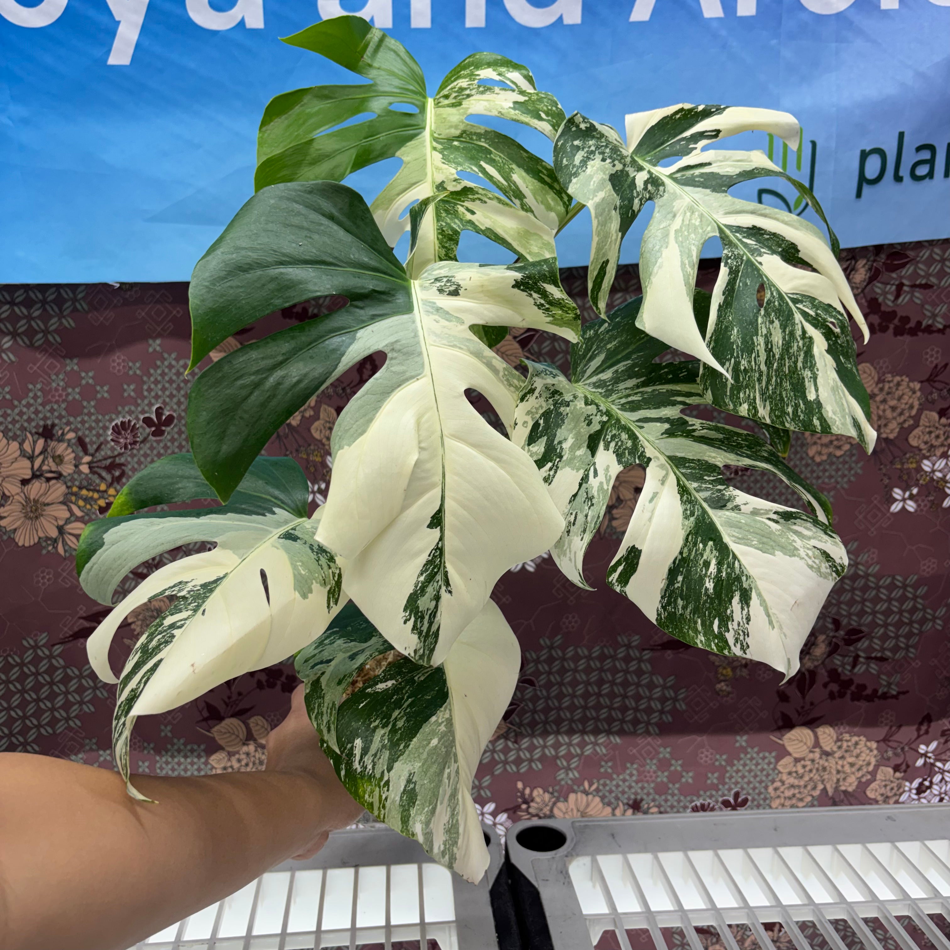 white tiger monstera H240 Monstera White Tiger