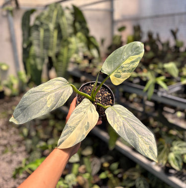 philodendron Hastatum Silver Sword Variegated