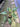 PS0902 Philodendron Giganteum Marble