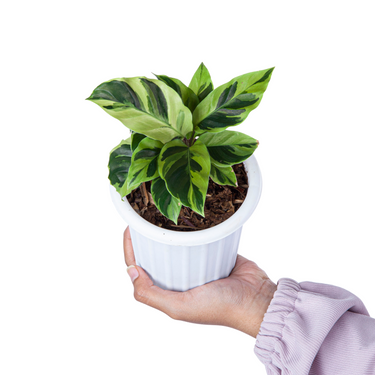 Calathea Yellow Fusion - Plantstop.us