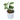 Epipremnum Aureum Snow Queen - Plantstop.us