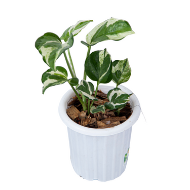 Epipremnum Aureum Snow Queen - Plantstop.us