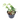 Epipremnum Pinnatum Marble Queen - Plantstop.us