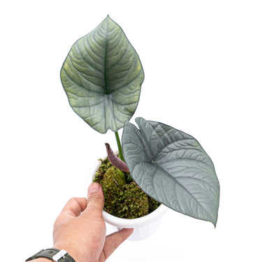 Alocasia Reginae Sp borneo