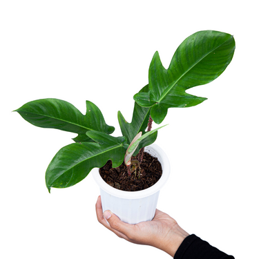 Philodendron Squamiferum