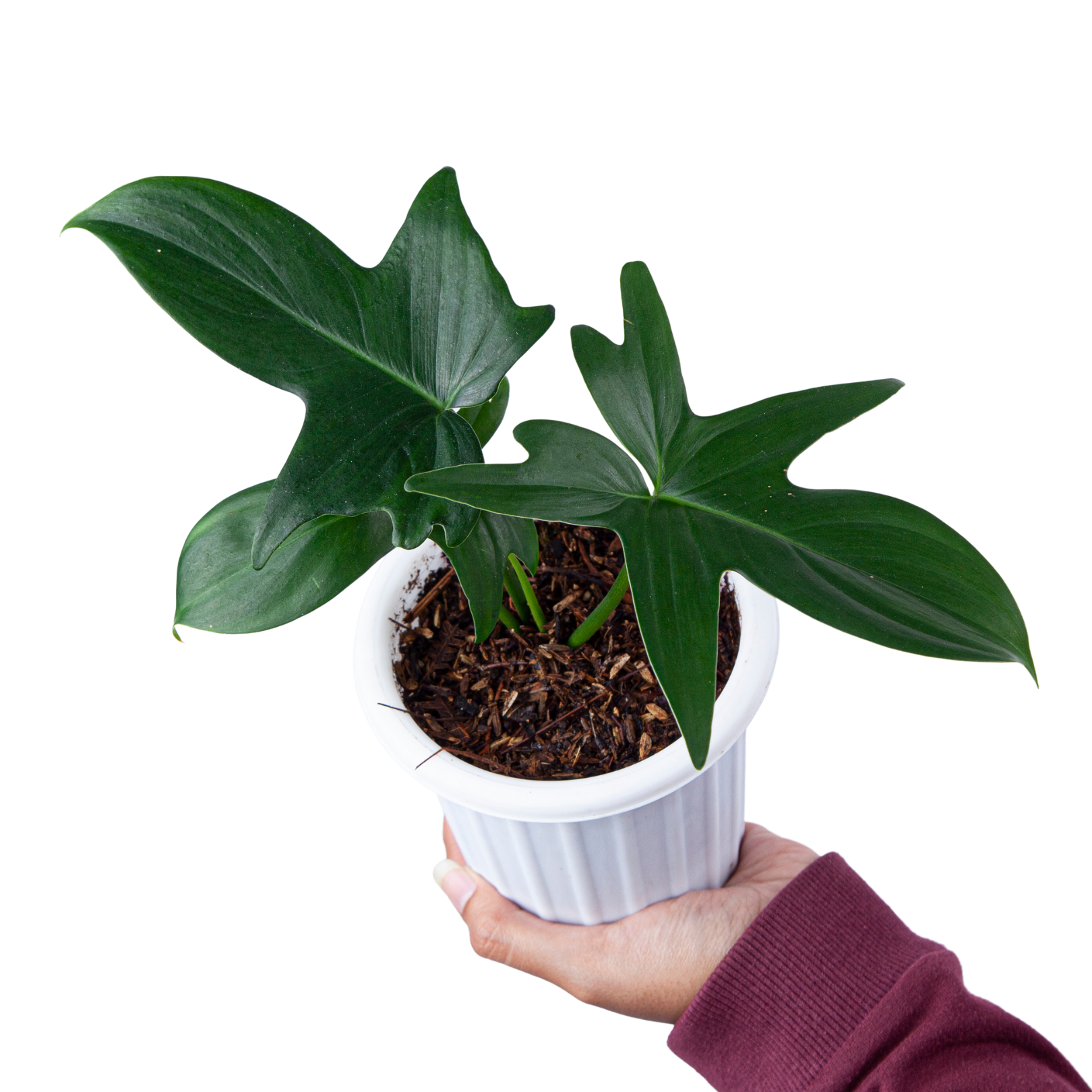 buy philodendron pedatum Philodendron Pedatum – Plantstop.us