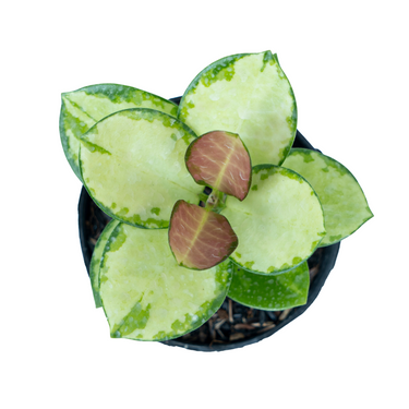 Hoya Australis Lisa