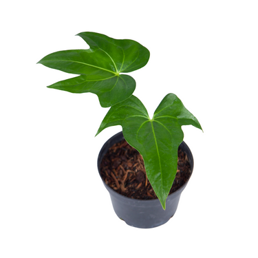 Anthurium Pedatoradiatum