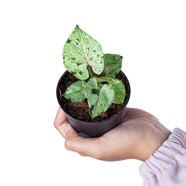 Syngonium Green Splash