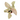 Syngonium Pink Spot