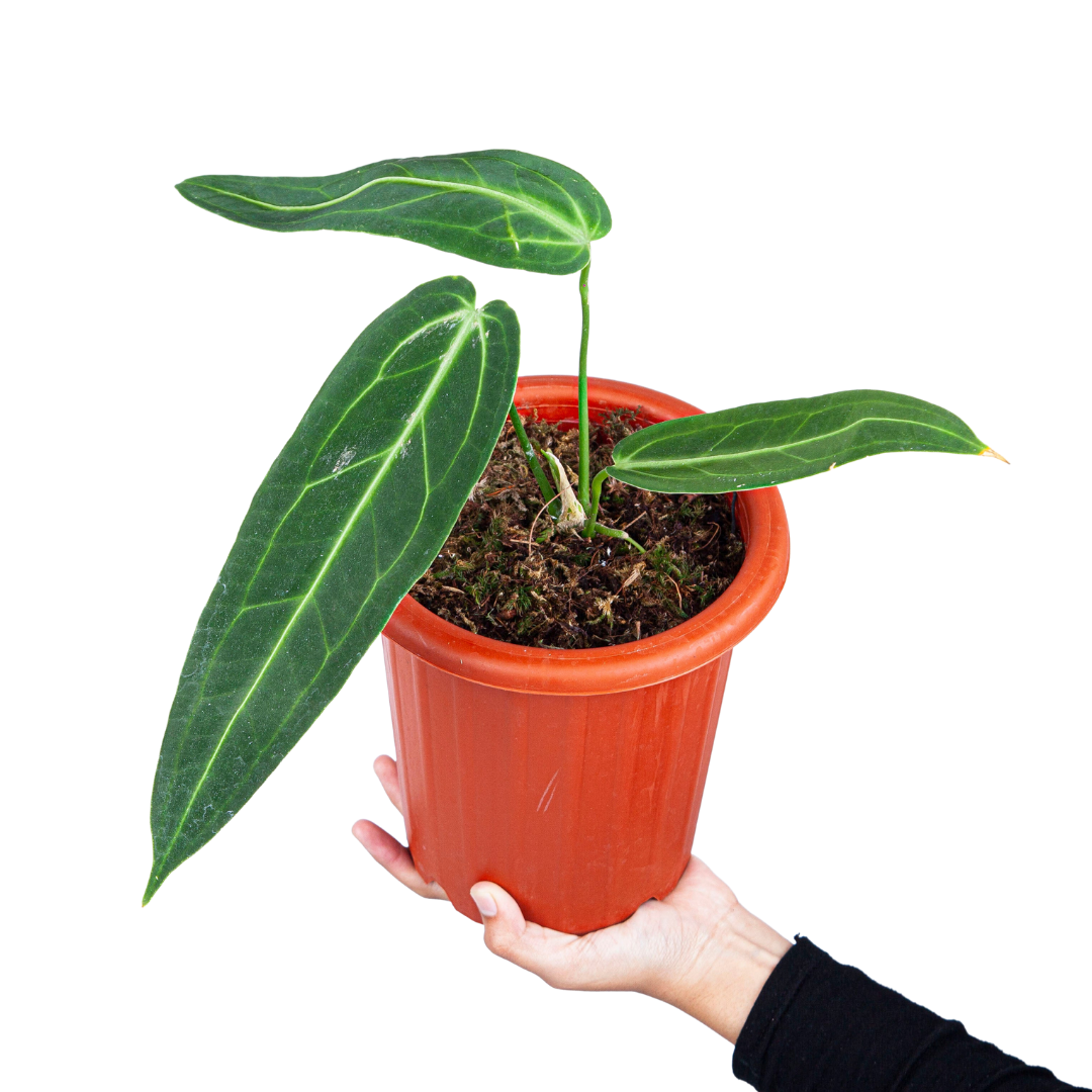 anthurium warocqueanum for sale Anthurium warocqueanum 12cm