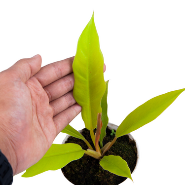 Philodendron Crocodile Golden