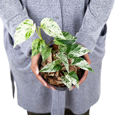 Epipremnum Pinnatum Marble Queen - Plantstop.us