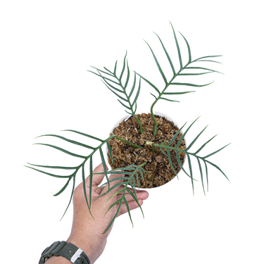 Philodendron Tortum