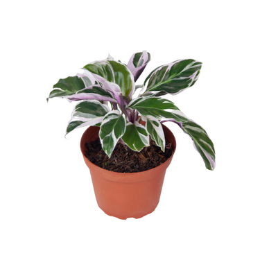 Calathea White Fusion - Plantstop.us