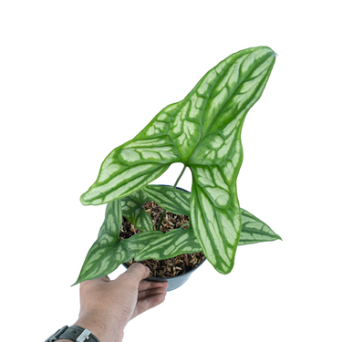 Cercestis Mirabilis - Plantstop.us
