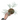 Philodendron Tortum