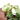 Epipremnum Pinnatum Marble Queen - Plantstop.us