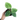 Syngonium Frosted Heart