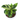 Calathea Yellow Fusion - Plantstop.us