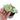 Syngonium Green Splash
