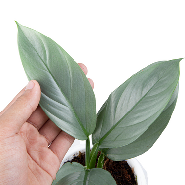 Philodendron Hastatum Silver Sword