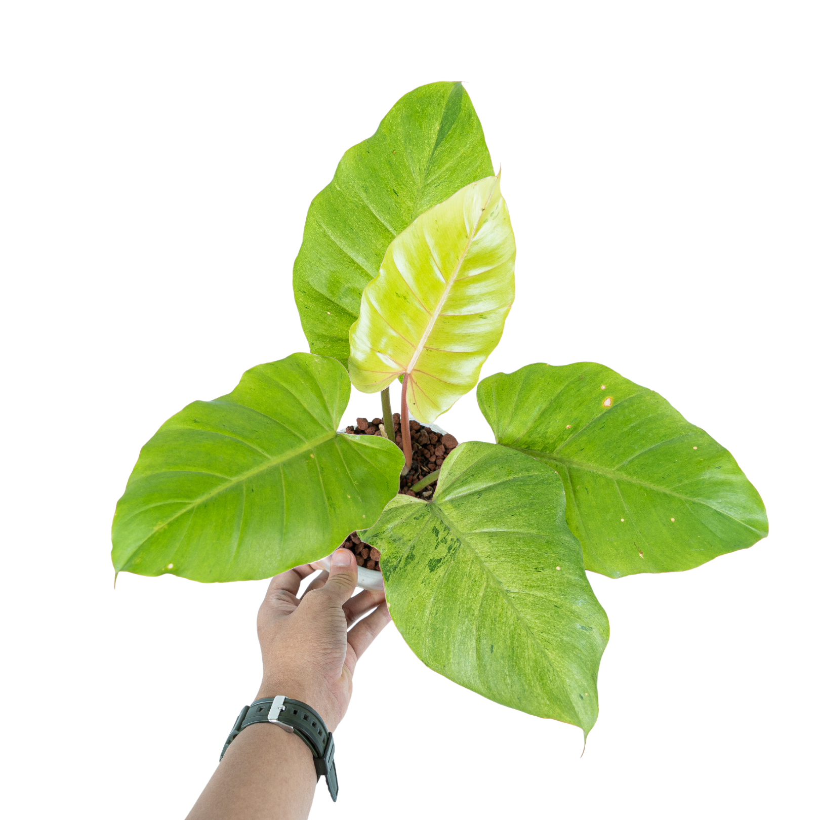 philodendron jungle fan Philodendron 'Jungle Fever' variegated (wk9-A)