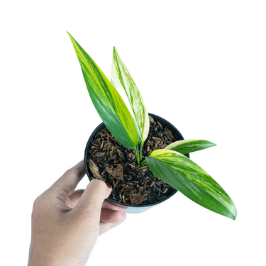 Epipremnum Amplissimum Aurea Variegated - Plantstop.us