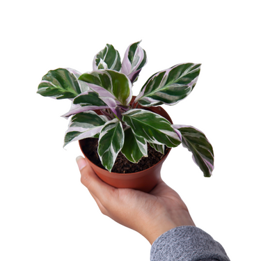 Calathea White Fusion - Plantstop.us