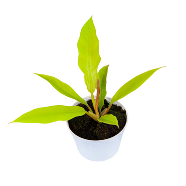 Philodendron Crocodile Golden