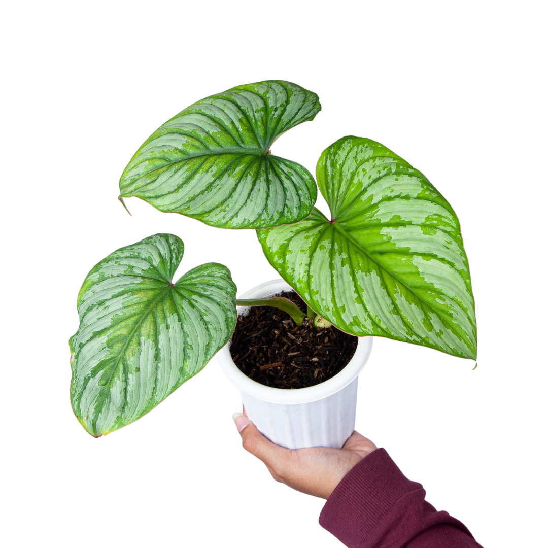 philodendron mamei silver cloud care Philodendron Mamei (Silver Cloud) – Plantstop.us