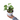 Epipremnum Aureum Snow Queen - Plantstop.us