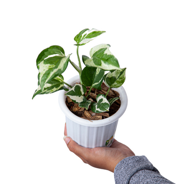 Epipremnum Aureum Snow Queen - Plantstop.us