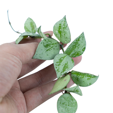 Hoya Lacunosa SIlver Splash