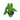 Anthurium Green Mamba ( Warocqueanum x Magnificum verde ) - Plantstop.us