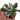 Calathea White Fusion - Plantstop.us