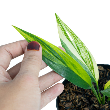 Epipremnum Amplissimum Aurea Variegated - Plantstop.us