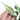 Philodendron Hederaceum 'Gabby'