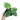Syngonium Frosted Heart