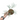 Philodendron Tortum