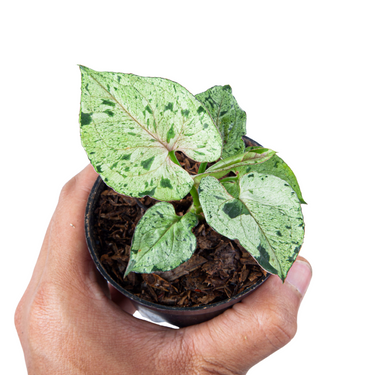 Syngonium Green Splash