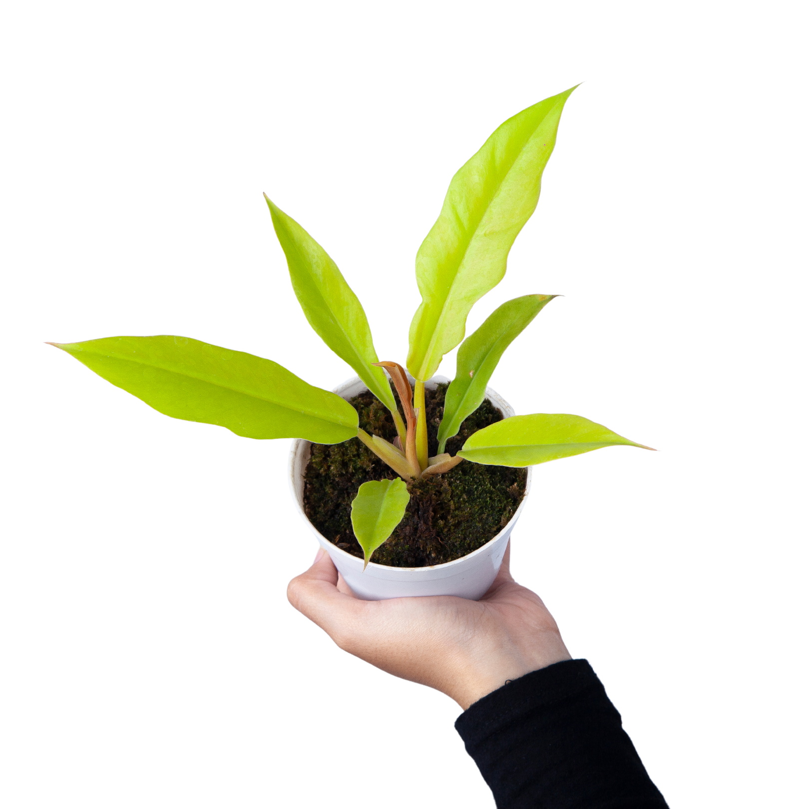 philodendron crocodile plant Philodendron Crocodile Golden – Plantstop.us