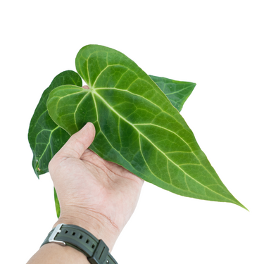 Anthurium Green Mamba ( Warocqueanum x Magnificum verde ) - Plantstop.us