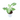 Syngonium Batik