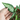 Syngonium White Ribbon
