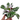 Calathea White Fusion - Plantstop.us