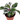 Calathea White Fusion - Plantstop.us