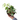 Epipremnum Pinnatum Marble Queen - Plantstop.us