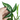 Syngonium White Ribbon