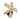 Syngonium Pink Spot